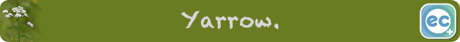 image Yarrow